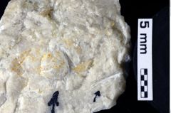 Foto (Detailansicht) von Goniodromites sp. (NHMW-GEO-1990-0041-0115b)